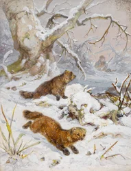 Vielfraße im Schnee